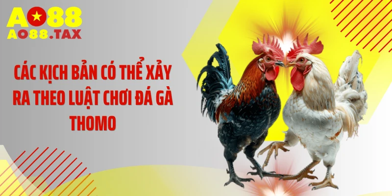 Các kịch bản có thể xảy ra theo luật chơi đá gà Thomo