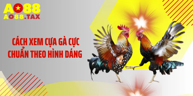 Cách xem cựa gà cực chuẩn theo hình dáng 