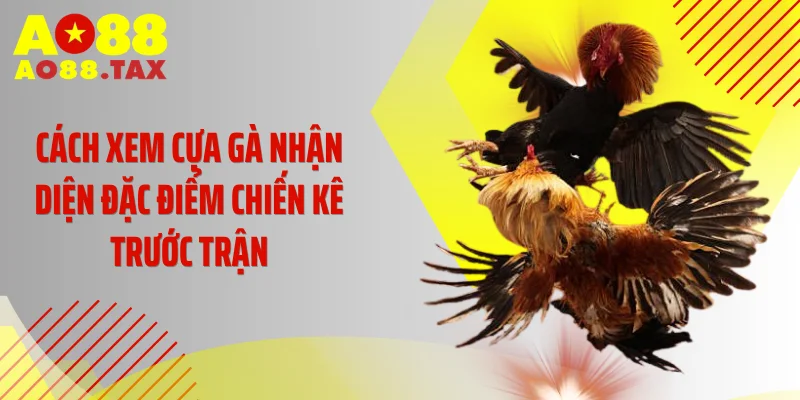 Cách xem cựa gà nhận diện đặc điểm chiến kê trước trận