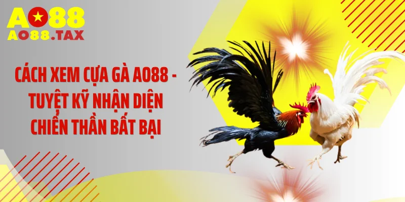 Cách Xem Cựa Gà AO88 - Tuyệt Kỹ Nhận Diện Chiến Thần Bất Bại