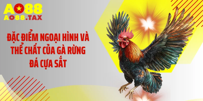 Gà Rừng Đá Cựa Sắt - &Quot;Quái Vật&Quot; Khiến Đối Thủ Khiếp Sợ 3 Đặc điểm ngoại hình và thể chất của gà rừng đá cựa sắt