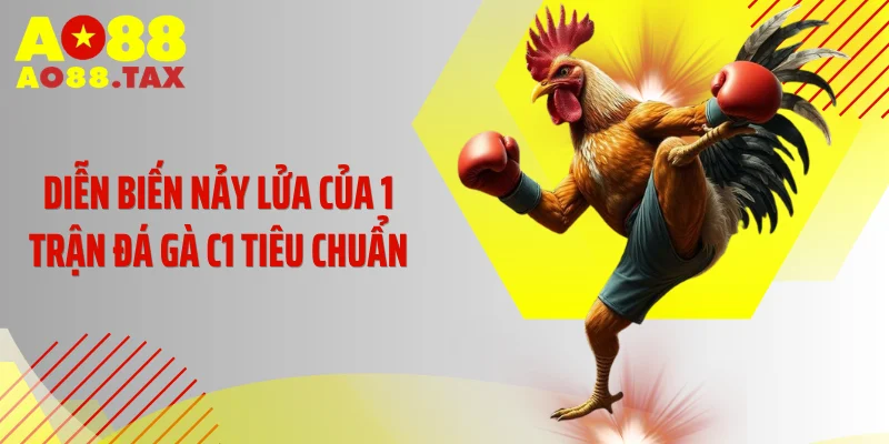Diễn biến nảy lửa của 1 trận đá gà C1 tiêu chuẩn