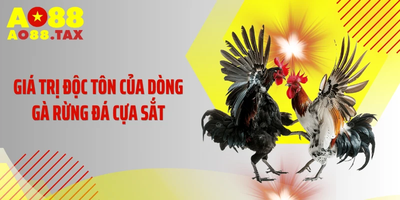 Gà Rừng Đá Cựa Sắt - &Quot;Quái Vật&Quot; Khiến Đối Thủ Khiếp Sợ 2 Giá trị độc tôn của dòng gà rừng đá cựa sắt
