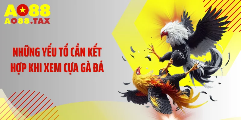 Những yếu tố cần kết hợp khi xem cựa gà đá
