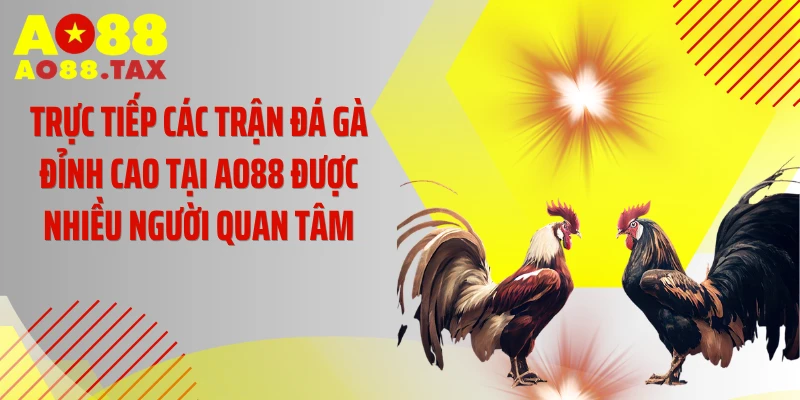 Trực tiếp các trận đá gà đỉnh cao tại AO88 được nhiều người quan tâm